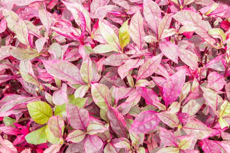 Alternanthera dentata, Joseph's Coat, Copperleaf, Calico Plant, Bloodleaf, Joyweed, Parrot Leaf