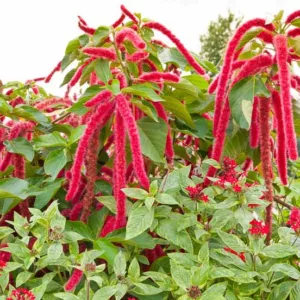 Amaranthus caudatus, Love-Lies-Bleeding, Careless, Cat Tail, Chenile Plant, Floramor, Inca Wheat, Lady's Riding Whip, Tassel Flower, Teasel Flower, Thrumwort, Tumbleweed, Velvet Flower, Red Flowers, Purple Flowers