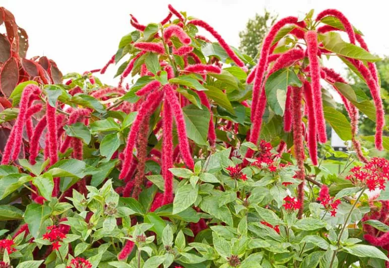 Amaranthus caudatus, Love-Lies-Bleeding, Careless, Cat Tail, Chenile Plant, Floramor, Inca Wheat, Lady's Riding Whip, Tassel Flower, Teasel Flower, Thrumwort, Tumbleweed, Velvet Flower, Red Flowers, Purple Flowers