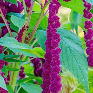 Amaranthus caudatus 'Dreadlocks', Love-Lies-Bleeding 'Dreadlocks', Careless 'Dreadlocks', Cat Tail 'Dreadlocks', Chenile Plant 'Dreadlocks', Floramor 'Dreadlocks', Foxtail Amaranth 'Dreadlocks', Velvet Tassel Flower 'Dreadlocks'