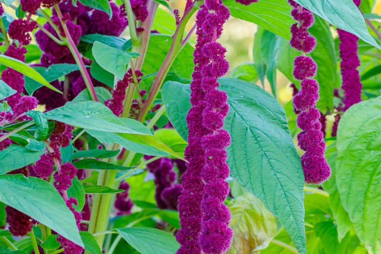 Amaranthus caudatus 'Dreadlocks', Love-Lies-Bleeding 'Dreadlocks', Careless 'Dreadlocks', Cat Tail 'Dreadlocks', Chenile Plant 'Dreadlocks', Floramor 'Dreadlocks', Foxtail Amaranth 'Dreadlocks', Velvet Tassel Flower 'Dreadlocks'