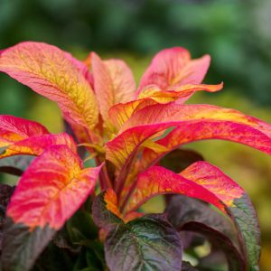 Amaranthus tricolor, Tampala, Chinese Spinach, Floramor, Flower-Gentle, Joseph's Coat, St Joseph's Coat, Three-Coloured Amaranth, Calaloo, Callaloo
