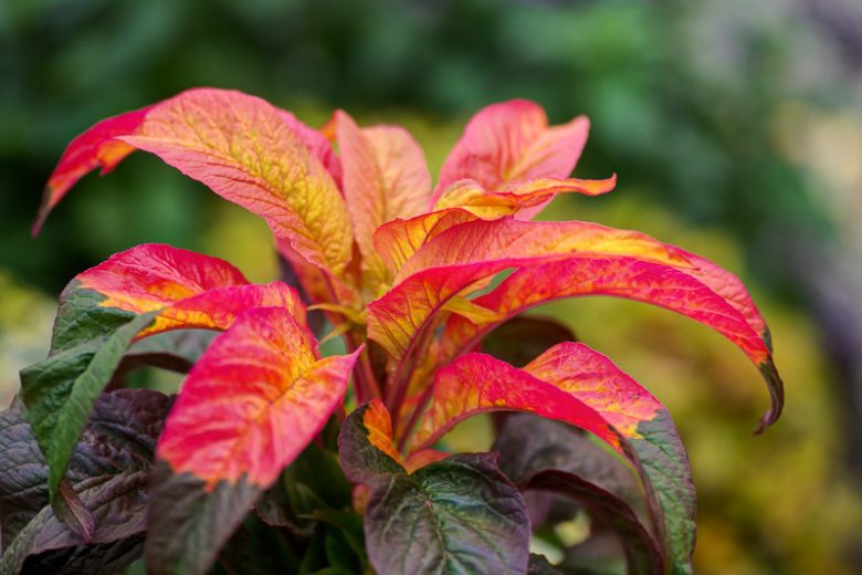 Amaranthus tricolor, Tampala, Chinese Spinach, Floramor, Flower-Gentle, Joseph's Coat, St Joseph's Coat, Three-Coloured Amaranth, Calaloo, Callaloo