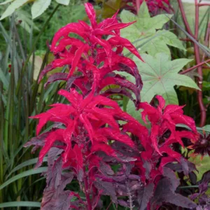 Amaranthus tricolor 'Early Splendor', Amaranthus 'Early Splendor', Chinese Spinach 'Early Splendor', Fountain Plant 'Early Splendor', Joseph's Coat 'Early Splendor', Summer Poinsettia 'Early Splendor'
