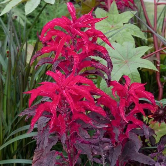 Amaranthus tricolor 'Early Splendor', Amaranthus 'Early Splendor', Chinese Spinach 'Early Splendor', Fountain Plant 'Early Splendor', Joseph's Coat 'Early Splendor', Summer Poinsettia 'Early Splendor'