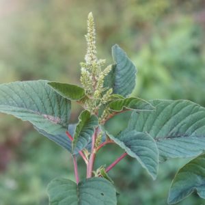 Amaranthus viridis, Green Amaranth, Slender Amaranth, Amaranthus gracilis