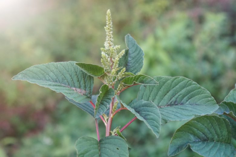 Amaranthus viridis, Green Amaranth, Slender Amaranth, Amaranthus gracilis