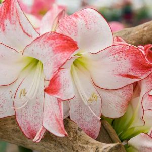 Amaryllis Aphrodite, Amarylis Bulbs, Hippeastrum Aphrodite, Hippeastrum Bulbs, Bicolor Flowers, Bicolor Amaryllis