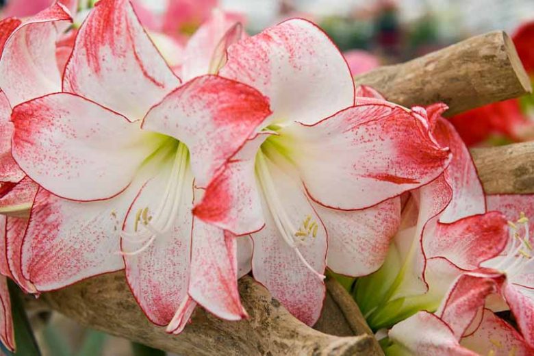 Amaryllis Aphrodite, Amarylis Bulbs, Hippeastrum Aphrodite, Hippeastrum Bulbs, Bicolor Flowers, Bicolor Amaryllis