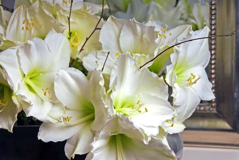 Amaryllis Athene, Amarylis Bulbs, Hippeastrum Athene, Hippeastrum Bulbs, White Flowers, White Amaryllis