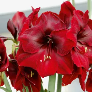 Amaryllis Benfica, Amarylis Bulbs, Hippeastrum Benfica, Hippeastrum Bulbs, Red Amaryllis