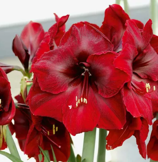 Amaryllis Benfica, Amarylis Bulbs, Hippeastrum Benfica, Hippeastrum Bulbs, Red Amaryllis