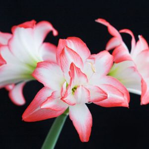 Amaryllis Blossom Peacock, Amarylis Bulbs, Hippeastrum Blossom Peacock, Hippeastrum Bulbs, Bicolor Flowers, Bicolor Amaryllis, Pink Amaryllis, Pink Flower