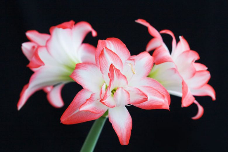 Amaryllis Blossom Peacock, Amarylis Bulbs, Hippeastrum Blossom Peacock, Hippeastrum Bulbs, Bicolor Flowers, Bicolor Amaryllis, Pink Amaryllis, Pink Flower