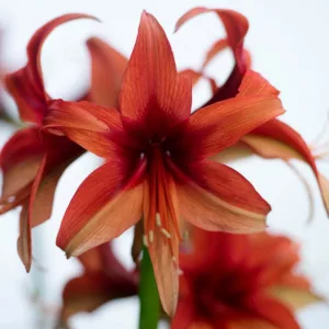 Amaryllis Bogota, 'Bogota' Amaryllis, Amarylis Bulbs, Hippeastrum Bogota, Hippeastrum Bulbs