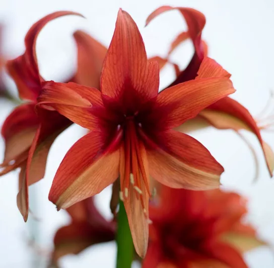 Amaryllis Bogota, 'Bogota' Amaryllis, Amarylis Bulbs, Hippeastrum Bogota, Hippeastrum Bulbs