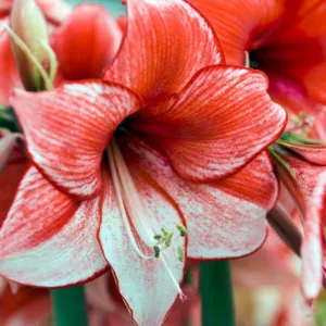 Amaryllis Charisma, Amarylis Bulbs, Hippeastrum Charisma, Charisma Amaryllis, Hippeastrum Bulbs, Bicolor Florwers, Bicolor Amaryllis