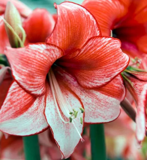 Amaryllis Charisma, Amarylis Bulbs, Hippeastrum Charisma, Charisma Amaryllis, Hippeastrum Bulbs, Bicolor Florwers, Bicolor Amaryllis