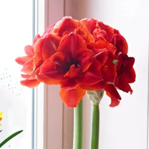 Amaryllis Cherry Nymph, Cherry Nymph Amaryllis, Amarylis Bulbs, Hippeastrum Magnum, Hippeastrum Bulbs, Red Flowers, Red Amaryllis