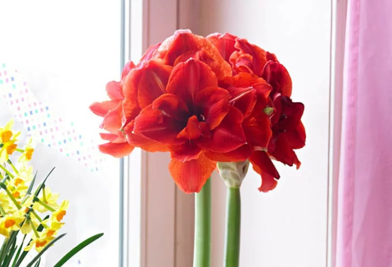 Amaryllis Cherry Nymph, Cherry Nymph Amaryllis, Amarylis Bulbs, Hippeastrum Magnum, Hippeastrum Bulbs, Red Flowers, Red Amaryllis