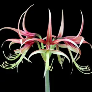 Amaryllis Chico, 'Chico' Amaryllis, Amarylis Bulbs, Hippeastrum Chico, Hippeastrum Bulbs, Spider Amaryllis, Green Amaryllis, Bicolor Amaryllis