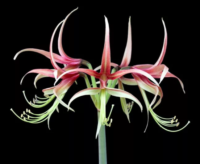 Amaryllis Chico, 'Chico' Amaryllis, Amarylis Bulbs, Hippeastrum Chico, Hippeastrum Bulbs, Spider Amaryllis, Green Amaryllis, Bicolor Amaryllis