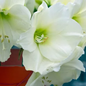 Amaryllis Christmas Gift, Amarylis Bulbs, Hippeastrum Christmas Gift, Hippeastrum Bulbs, White Flowers, White Amaryllis