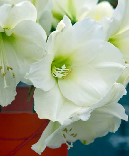 Amaryllis Christmas Gift, Amarylis Bulbs, Hippeastrum Christmas Gift, Hippeastrum Bulbs, White Flowers, White Amaryllis
