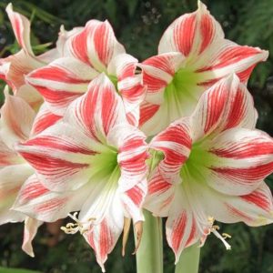 Amaryllis Clown, Amarylis Bulbs, Hippeastrum Clown, Hippeastrum Bulbs, Bicolor Flowers, Bicolor Amaryllis, Red Amaryllis, White Amaryllis