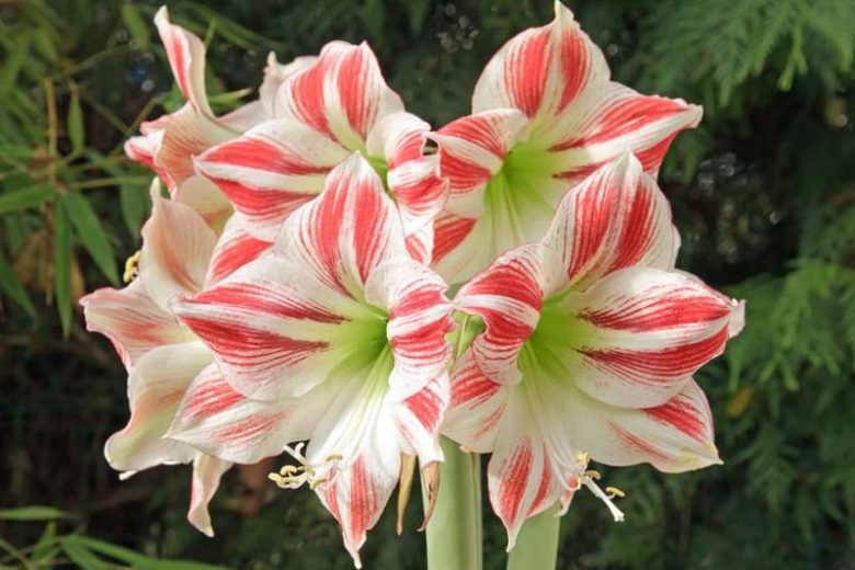 Amaryllis Clown, Amarylis Bulbs, Hippeastrum Clown, Hippeastrum Bulbs, Bicolor Flowers, Bicolor Amaryllis, Red Amaryllis, White Amaryllis