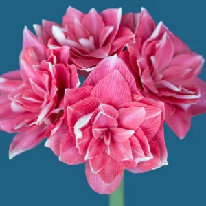 Amaryllis Double Dream, Amarylis Bulbs, Hippeastrum Double Dream, Hippeastrum Bulbs, Bicolor Flowers, Bicolor Amaryllis, Pink Amaryllis, Pink Flower