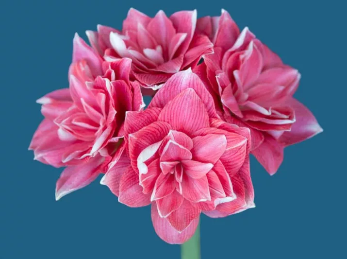 Amaryllis Double Dream, Amarylis Bulbs, Hippeastrum Double Dream, Hippeastrum Bulbs, Bicolor Flowers, Bicolor Amaryllis, Pink Amaryllis, Pink Flower