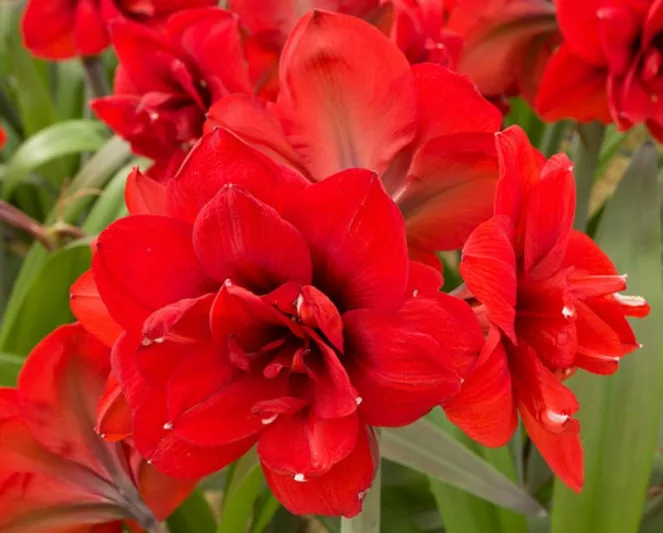 Amaryllis Double King, Double King Amaryllis, Amarylis Bulbs, Hippeastrum Double King, Hippeastrum Bulbs, Red Flowers, Red Amaryllis