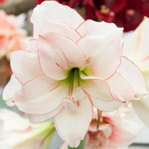 Amaryllis Elvas, Amarylis Bulbs, Hippeastrum Elvas, Hippeastrum Bulbs, White Flowers, White Amaryllis