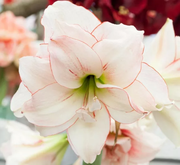 Amaryllis Elvas, Amarylis Bulbs, Hippeastrum Elvas, Hippeastrum Bulbs, White Flowers, White Amaryllis