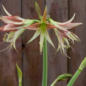 Amaryllis REmerald, Emerald Amaryllis, Amarylis Bulbs, Hippeastrum Emerald, Hippeastrum Bulbs