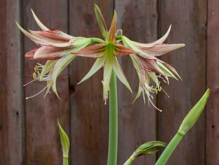 Amaryllis REmerald, Emerald Amaryllis, Amarylis Bulbs, Hippeastrum Emerald, Hippeastrum Bulbs