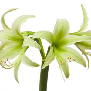 Amaryllis Evergreen, 'Evergreen' Amaryllis, Amarylis Bulbs, Hippeastrum Evergreen, Hippeastrum Bulbs, Spider Amaryllis, Green Amaryllis