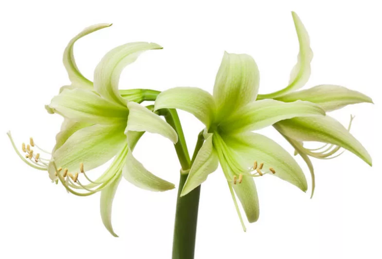 Amaryllis Evergreen, 'Evergreen' Amaryllis, Amarylis Bulbs, Hippeastrum Evergreen, Hippeastrum Bulbs, Spider Amaryllis, Green Amaryllis