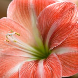 Amaryllis Faro, Amarylis Bulbs, Hippeastrum Faro, Hippeastrum Bulbs, Faro Amaryllis, Salmon Amaryllis, Orange Amaryllis