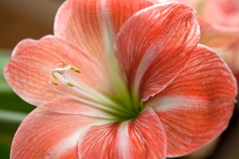 Amaryllis Faro, Amarylis Bulbs, Hippeastrum Faro, Hippeastrum Bulbs, Faro Amaryllis, Salmon Amaryllis, Orange Amaryllis