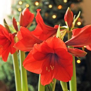 Amaryllis Ferrari, Ferrari Amaryllis, Amarylis Bulbs, Hippeastrum Ferrari, Hippeastrum Bulbs, Red Flowers, Red Amaryllis