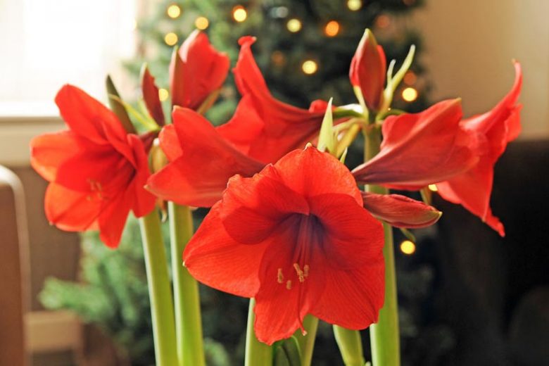 Amaryllis Ferrari, Ferrari Amaryllis, Amarylis Bulbs, Hippeastrum Ferrari, Hippeastrum Bulbs, Red Flowers, Red Amaryllis