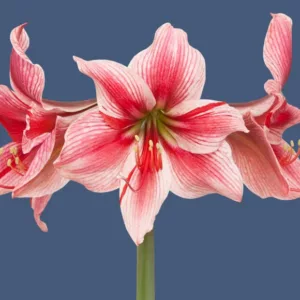 Amaryllis Gervase, Amarylis Bulbs, Hippeastrum Gervase, Gervase Amaryllis, Hippeastrum Bulbs, Bicolr Flowers, Bicolor Amaryllis, Pink Amaryllis