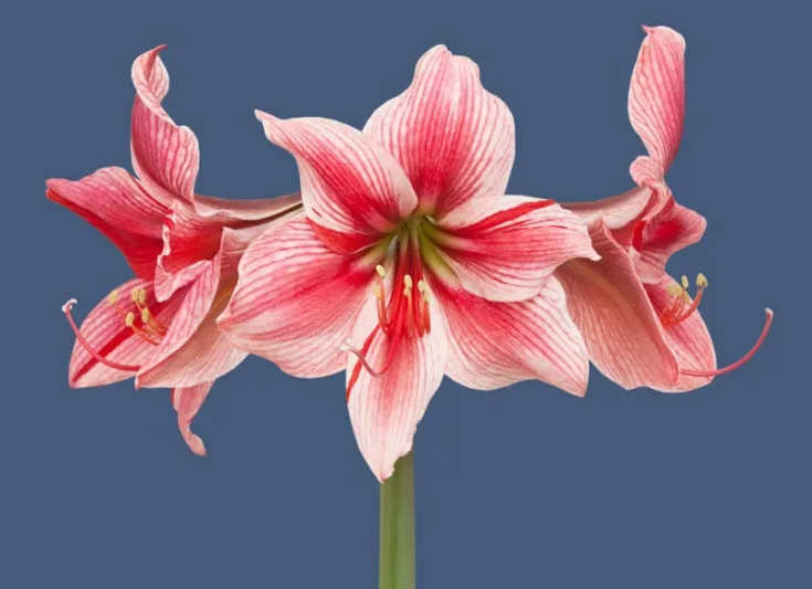 Amaryllis Gervase, Amarylis Bulbs, Hippeastrum Gervase, Gervase Amaryllis, Hippeastrum Bulbs, Bicolr Flowers, Bicolor Amaryllis, Pink Amaryllis