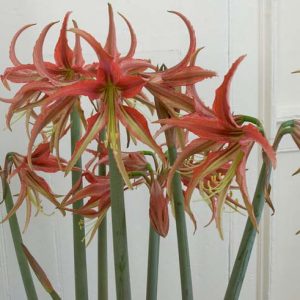 Amaryllis La Paz, 'La Paz' Amaryllis, Amarylis Bulbs, Hippeastrum Bogota, Hippeastrum Bulbs