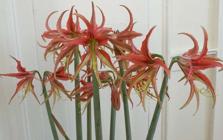 Amaryllis La Paz, 'La Paz' Amaryllis, Amarylis Bulbs, Hippeastrum Bogota, Hippeastrum Bulbs