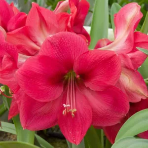 Amaryllis 'Lagoon, Amarylis Bulbs, Hippeastrum 'Lagoon, Hippeastrum Bulbs, Pink Flowers, Pink Amaryllis