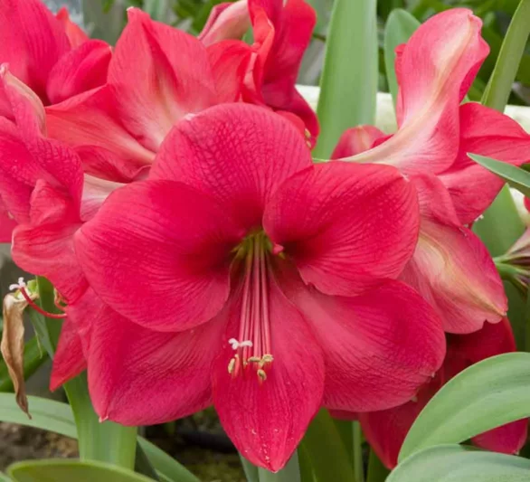 Amaryllis 'Lagoon, Amarylis Bulbs, Hippeastrum 'Lagoon, Hippeastrum Bulbs, Pink Flowers, Pink Amaryllis