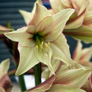 Amaryllis Magic Green, Amarylis Bulbs, Hippeastrum Magic Green, Hippeastrum Bulbs, White Flowers, White Amaryllis
